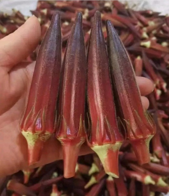 cajun delight okra seeds