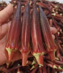 red burgundy okra seeds
