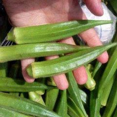 Bulk okra seeds 1kg/bags