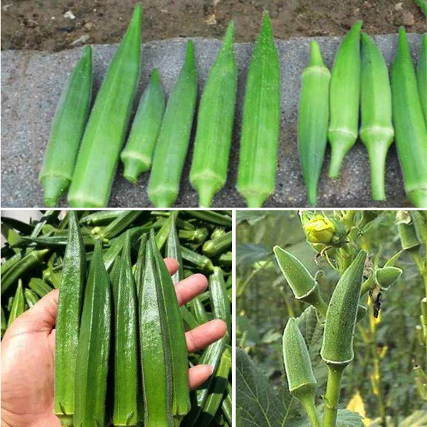 green okra seeds 10gram/bags for planting