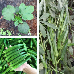 burgundy okra seeds 10gram/bags for planting