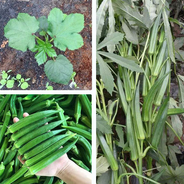 burgundy okra seeds 10gram/bags for planting