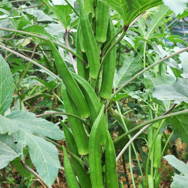 dwarf okra seeds 10gram/bags