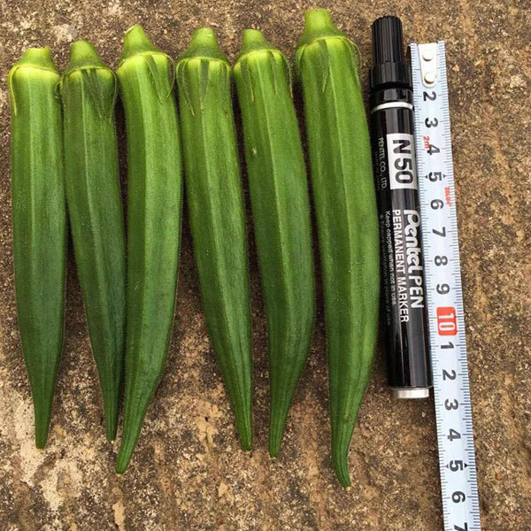 jambalaya okra seeds for planting 40 seeds/bags