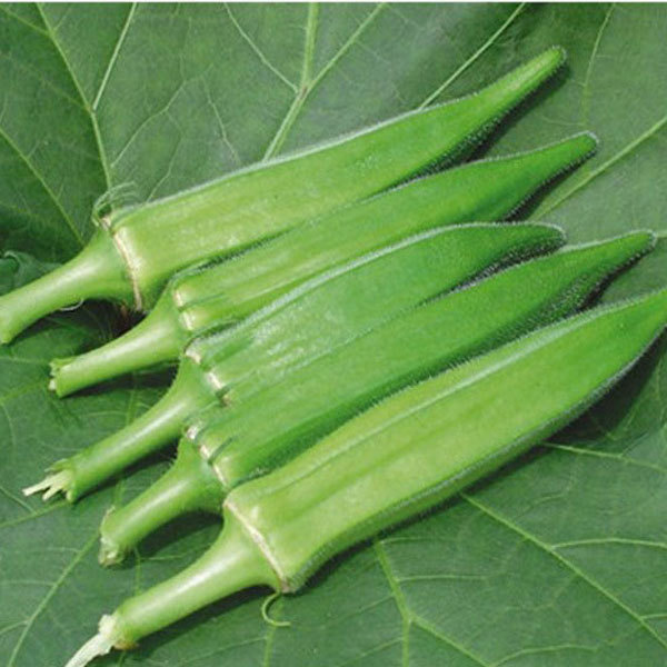 green okra seeds 10gram/bags for planting