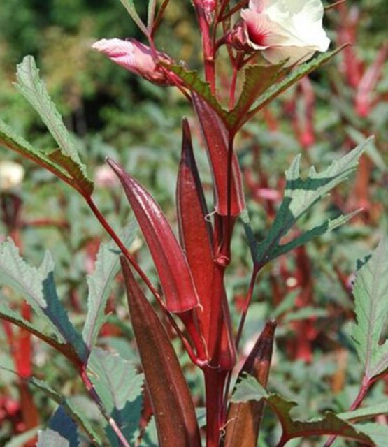 cajun delight okra seeds