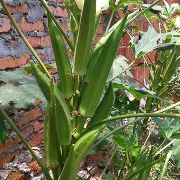 chinese okra seeds 10gram/bags for planting