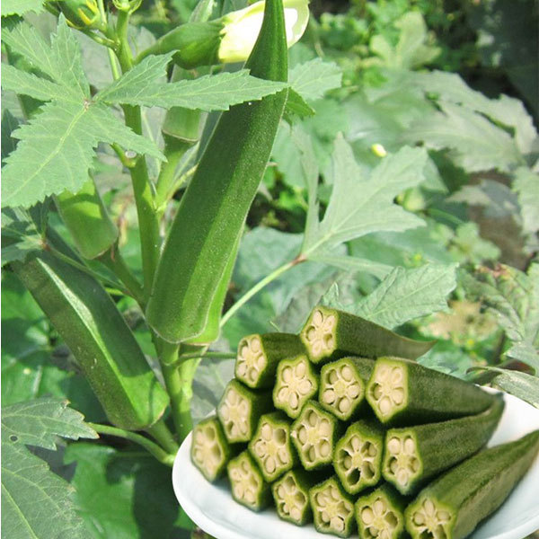 dwarf okra seeds 10gram/bags