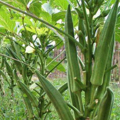 green okra seeds 10gram/bags for planting