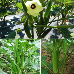 jambalaya okra seeds for planting 40 seeds/bags