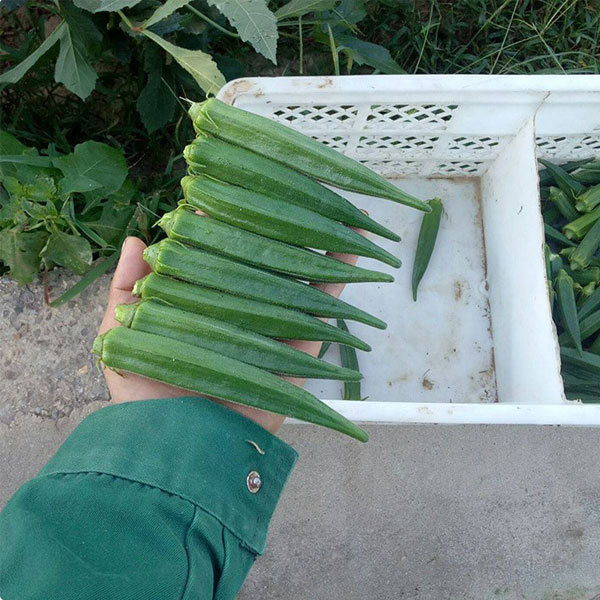 burgundy okra seeds 10gram/bags for planting