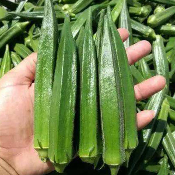 burgundy okra seeds 10gram/bags for planting