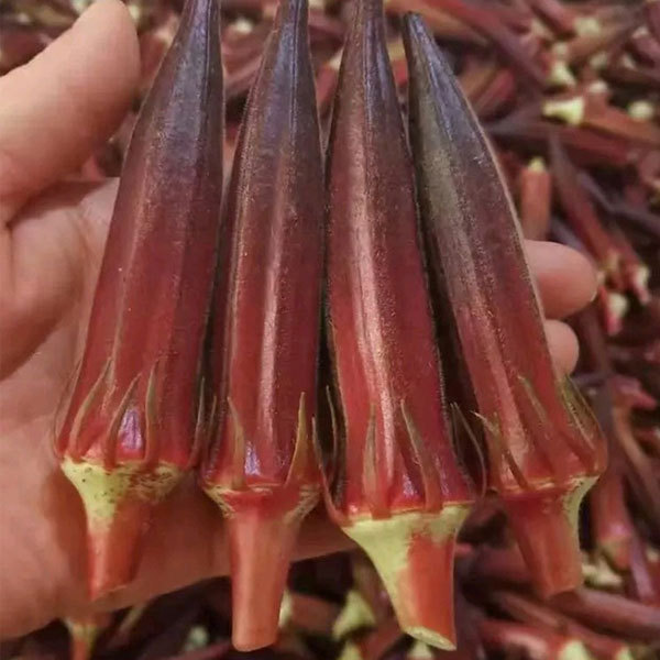 organic okra seeds