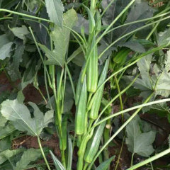 burgundy okra seeds 10gram/bags for planting