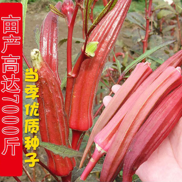 red okra seeds 40 seeds/bags