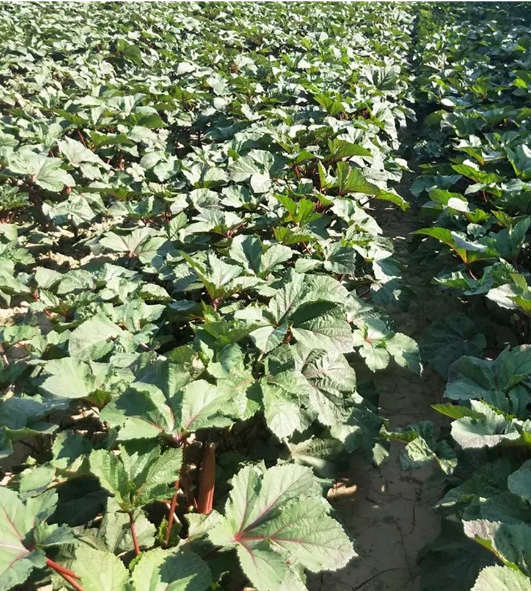 red burgundy okra seeds
