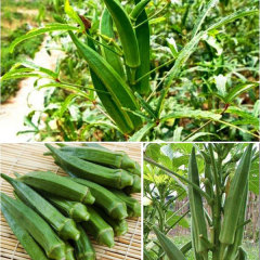 chinese okra seeds 10gram/bags for planting