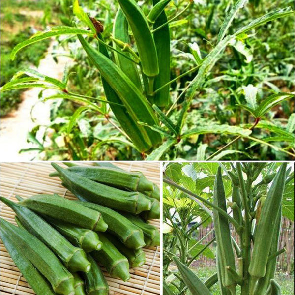 chinese okra seeds 10gram/bags for planting