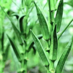 jambalaya okra seeds for planting 40 seeds/bags