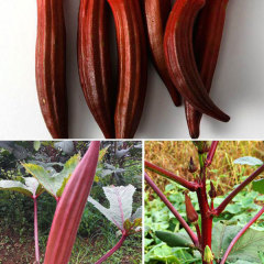 purple okra seeds for planting 10gram/bags