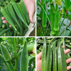 cowhorn okra seeds 80 seeds/bags for sales