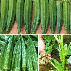 dwarf okra seeds 10gram/bags