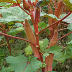 purple okra seeds for planting 10gram/bags