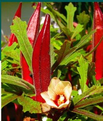red burgundy okra seeds