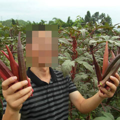 purple okra seeds for planting 10gram/bags