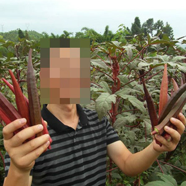purple okra seeds for planting 10gram/bags