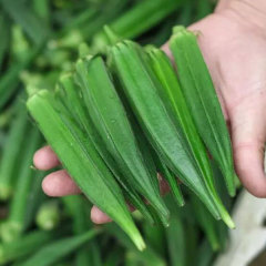 cowhorn okra seeds 80 seeds/bags for sales