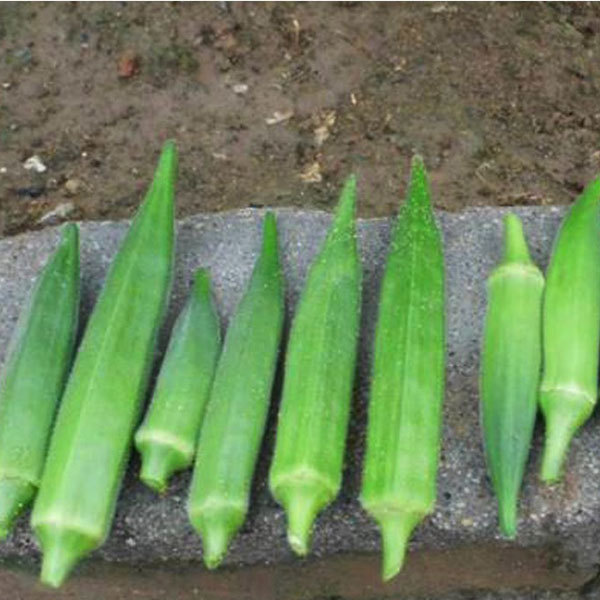 dwarf okra seeds 10gram/bags