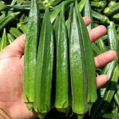 chinese okra seeds 10gram/bags for planting