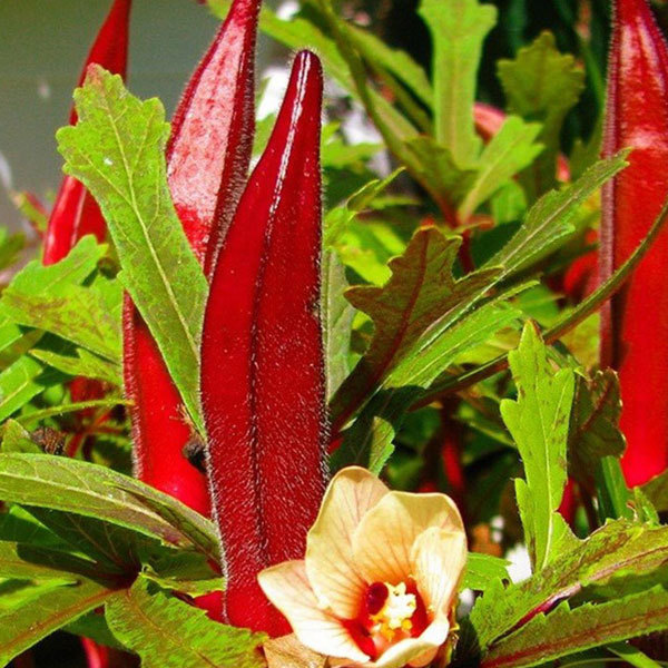 organic okra seeds