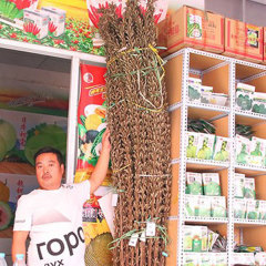 best black sesame seeds 150gram/bags for planting