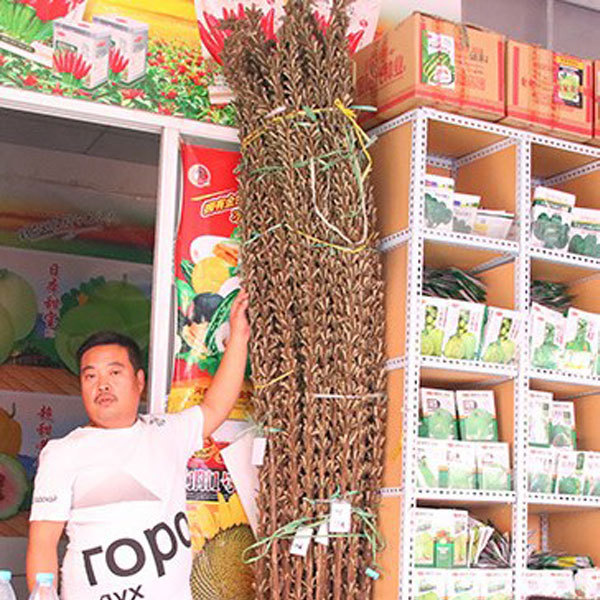 best black sesame seeds 150gram/bags for planting