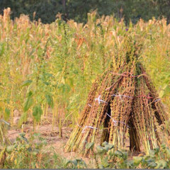 different types of sesame seeds 50gram/bags for planting