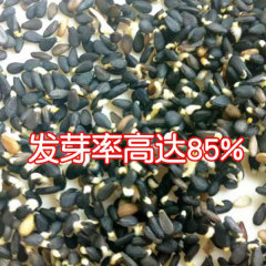 sprouted sesame seeds