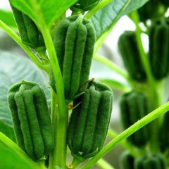 growing sesame seeds 50gram/bags for planting