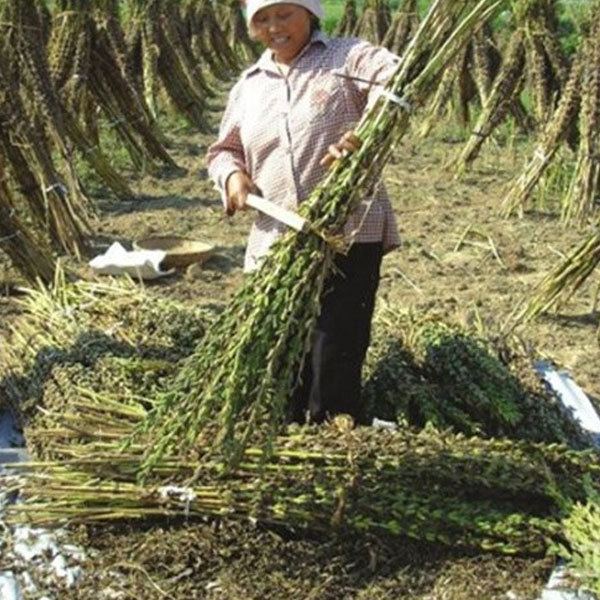 do sesame seeds grow 200gram/bags for sowing