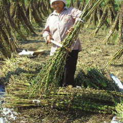 do sesame seeds grow 200gram/bags for sowing