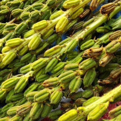 do sesame seeds grow 200gram/bags for sowing