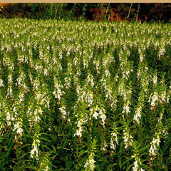 black and white sesame seeds 30gram/bags for planting
