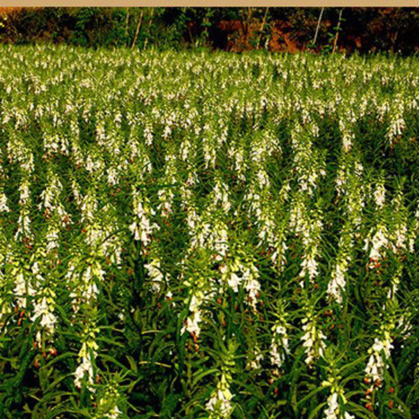 black and white sesame seeds 30gram/bags for planting