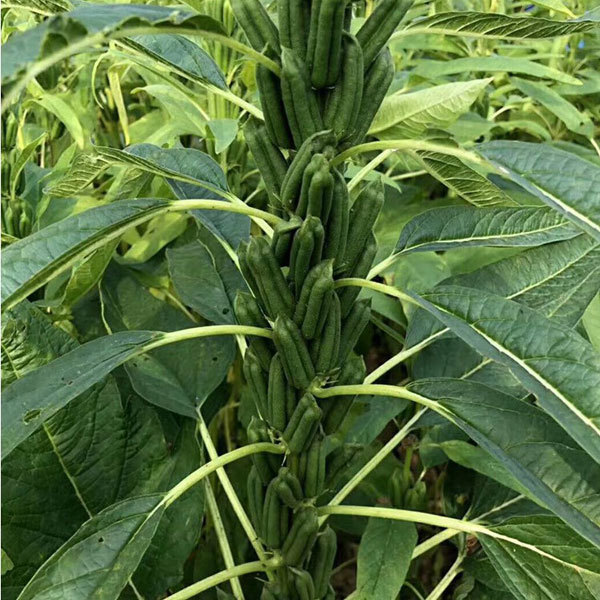 200gram/bags for planting hybrid sesame seeds