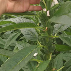 black and white sesame seeds 30gram/bags for planting