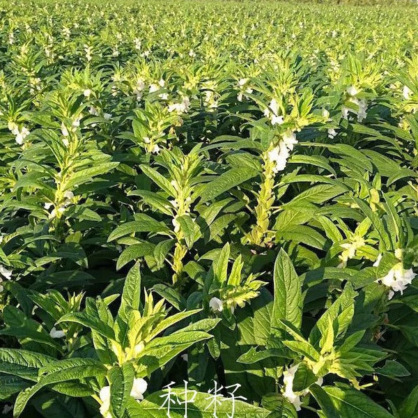 25gram/bags for planting hybrid sesame seeds