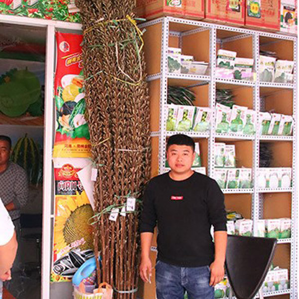 different types of sesame seeds 50gram/bags for planting