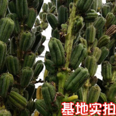 best black sesame seeds 150gram/bags for planting