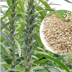 25gram sesame seeds for growing